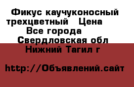 Фикус каучуконосный трехцветный › Цена ­ 500 - Все города  »    . Свердловская обл.,Нижний Тагил г.